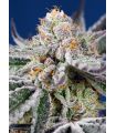 Orange Apricot Glue XL Auto (Sweet Seeds)