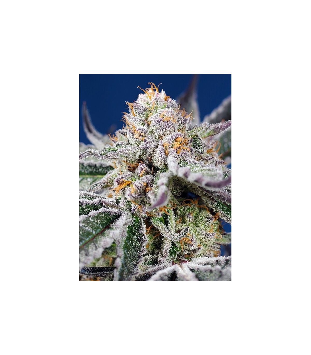 Orange Apricot Glue XL Auto Sweet Seeds - Αυτόματοι Σπόροι Κάνναβης