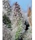 Orange Apricot Glue XL Auto Sweet Seeds - Αυτόματοι Σπόροι Κάνναβης