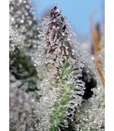 Orange Apricot Glue XL Auto Sweet Seeds - Αυτόματοι Σπόροι Κάνναβης