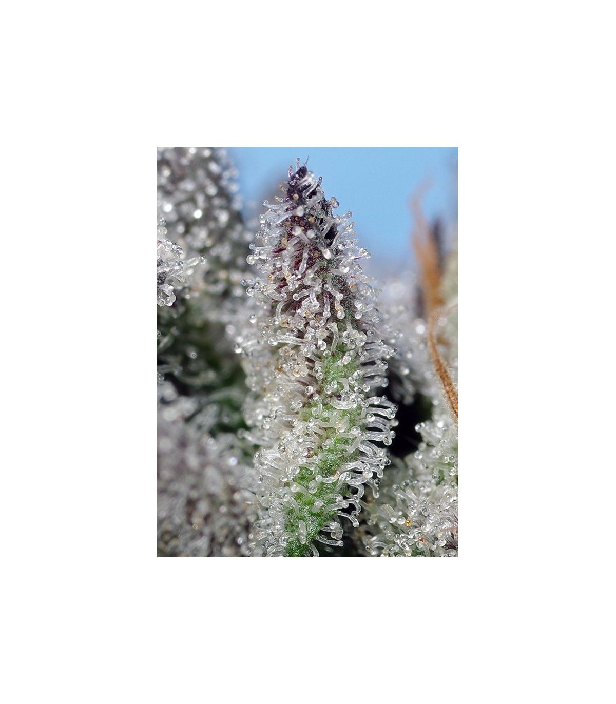 Orange Apricot Glue XL Auto Sweet Seeds - Αυτόματοι Σπόροι Κάνναβης