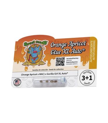 Orange Apricot Glue XL Auto Sweet Seeds - Αυτόματοι Σπόροι Κάνναβης