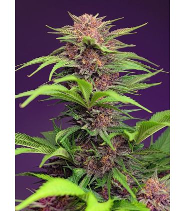 Red Mimosa XL Auto Sweet Seeds - Αυτόματοι Σπόροι Κάνναβης