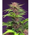 Red Mimosa XL Auto (Sweet Seeds)
