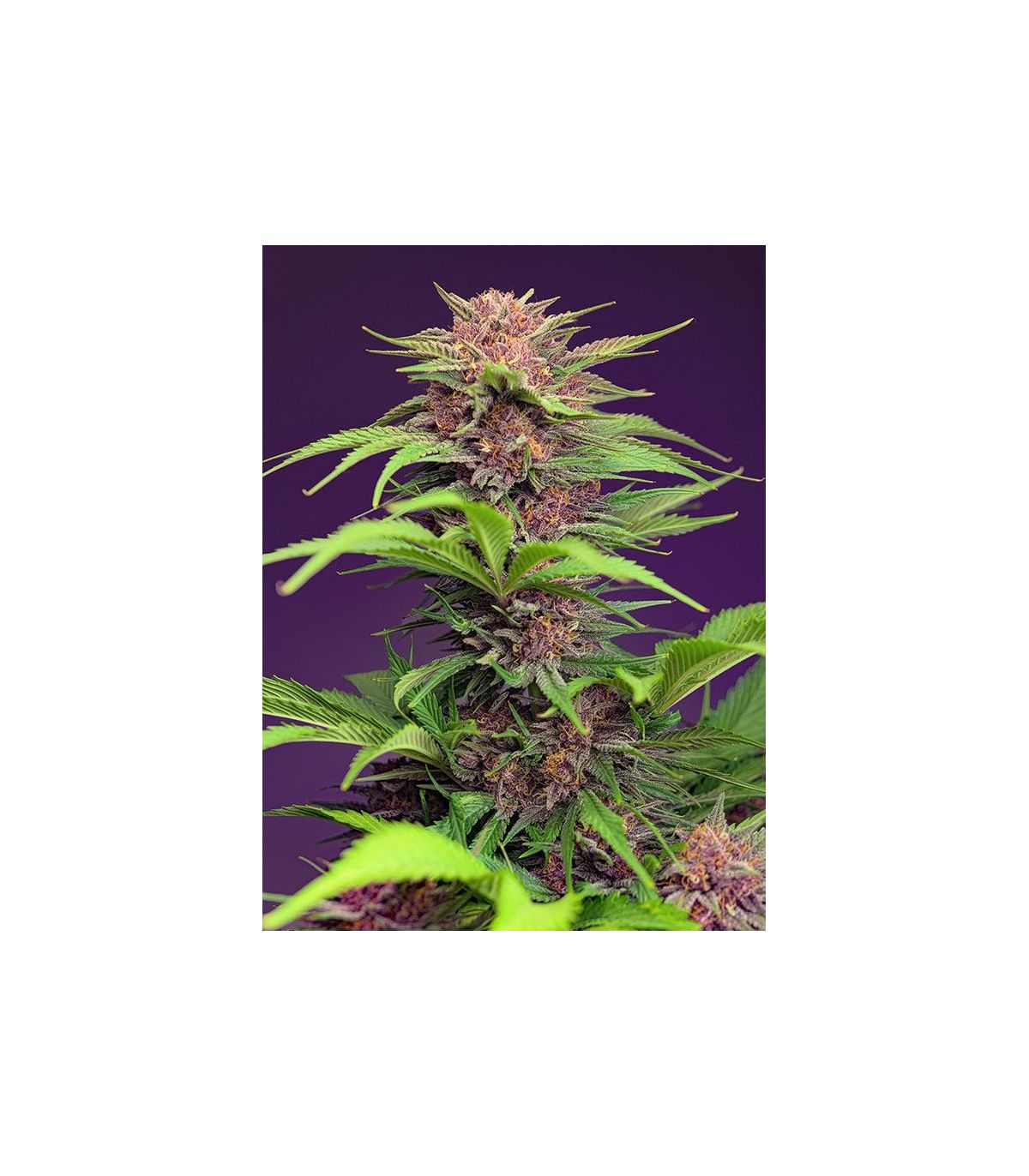 Red Mimosa XL Auto Sweet Seeds - Αυτόματοι Σπόροι Κάνναβης
