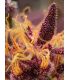 Red Mimosa XL Auto Sweet Seeds - Αυτόματοι Σπόροι Κάνναβης