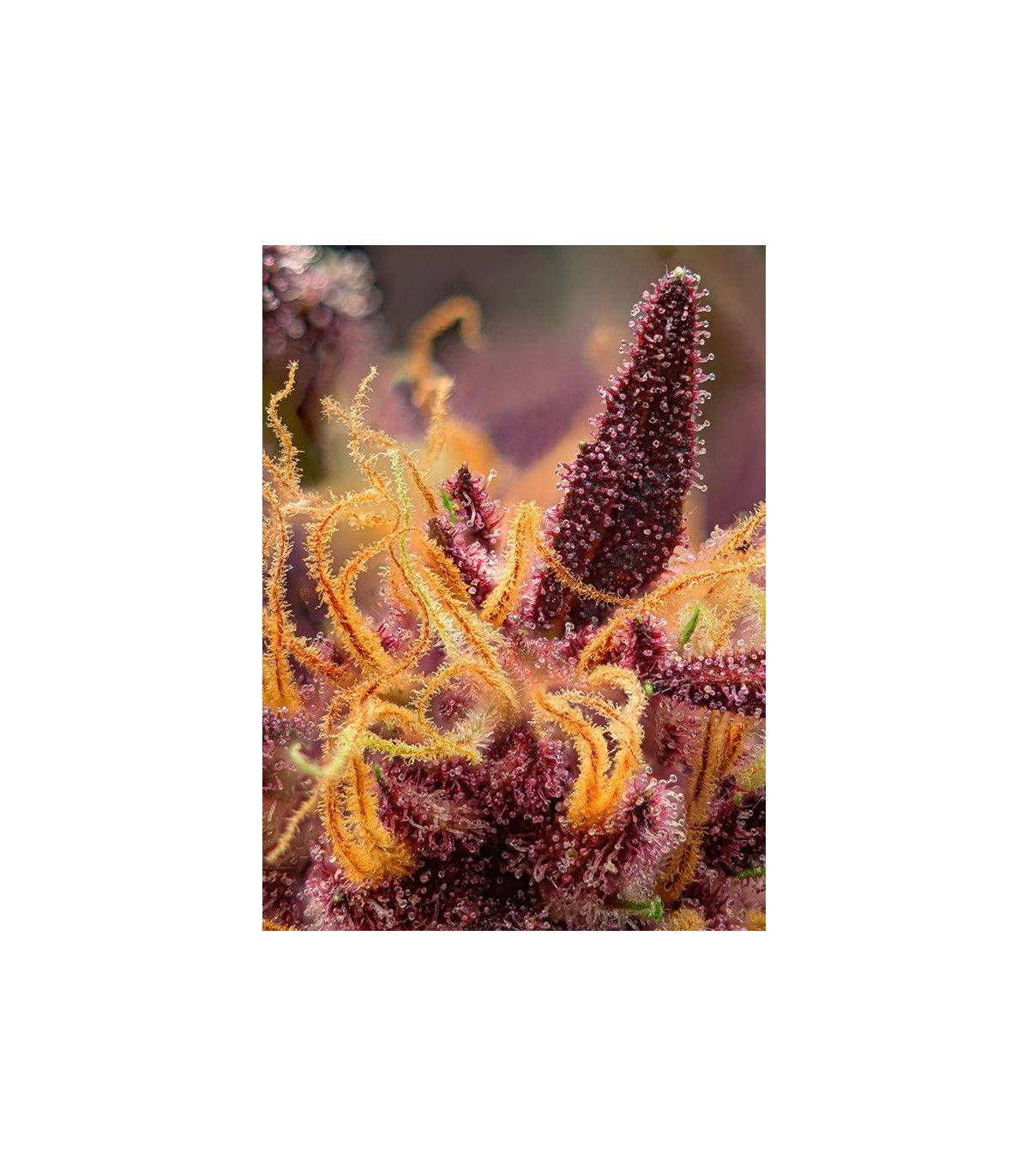 Red Mimosa XL Auto Sweet Seeds - Αυτόματοι Σπόροι Κάνναβης