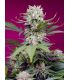 Sweet Mandarine Zkittlez XL Auto Sweet Seeds - Αυτόματοι Σπόροι Κάνναβης