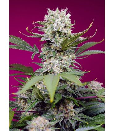 Sweet Mandarine Zkittlez XL Auto Sweet Seeds - Αυτόματοι Σπόροι Κάνναβης