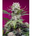 Sweet Mandarine Zkittlez XL Auto (Sweet Seeds)