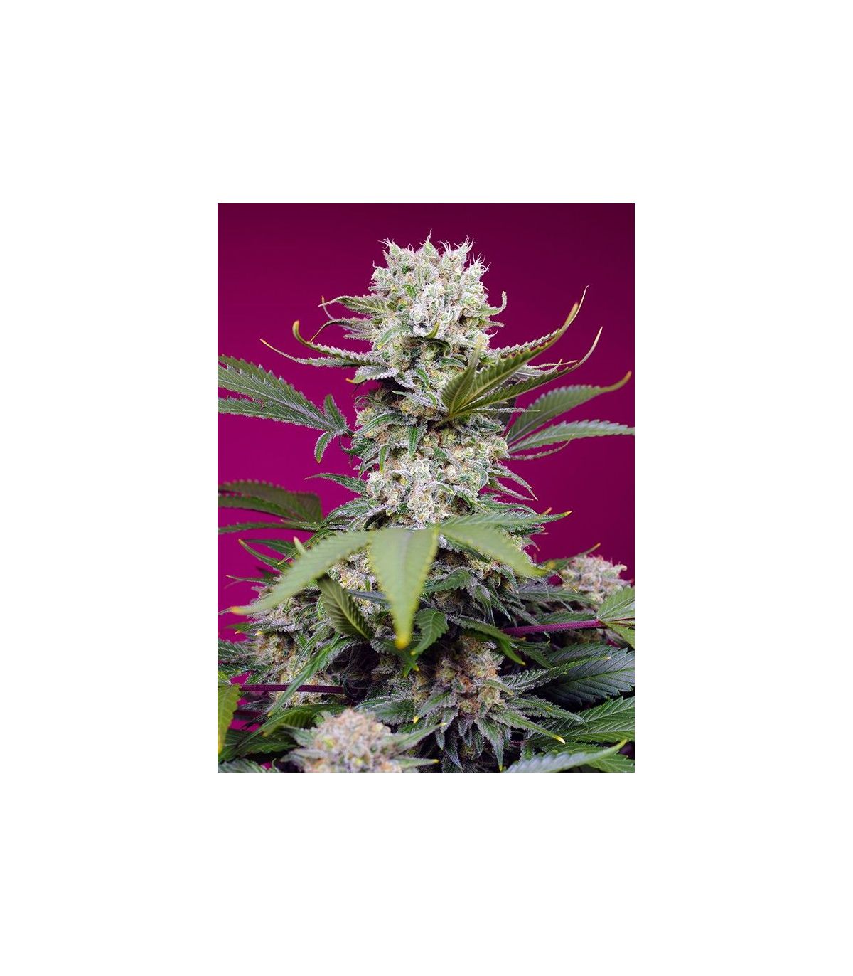 Sweet Mandarine Zkittlez XL Auto Sweet Seeds - Αυτόματοι Σπόροι Κάνναβης