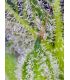 Sweet Mandarine Zkittlez XL Auto Sweet Seeds - Αυτόματοι Σπόροι Κάνναβης