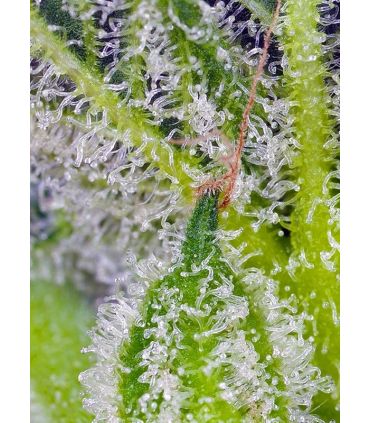 Sweet Mandarine Zkittlez XL Auto Sweet Seeds - Αυτόματοι Σπόροι Κάνναβης
