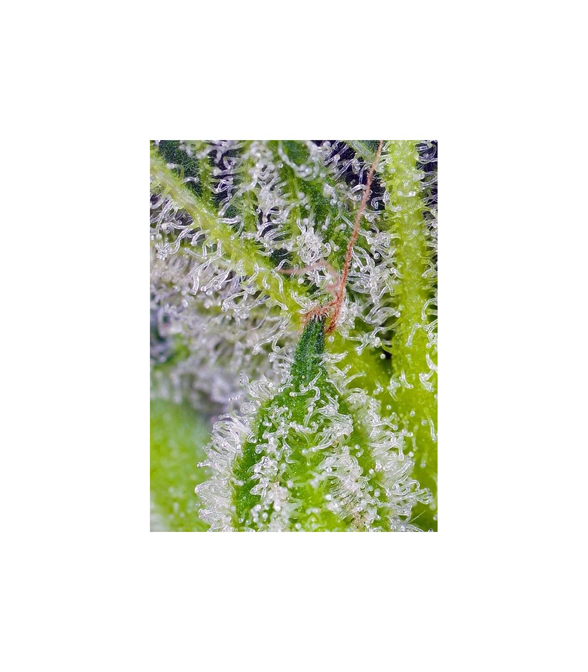 Sweet Mandarine Zkittlez XL Auto Sweet Seeds - Αυτόματοι Σπόροι Κάνναβης