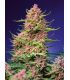 Strawberry Cola Sherbet F1 Fast Version Sweet Seeds - Σπόροι Κάνναβης Γρήγορης Άνθοφορίας