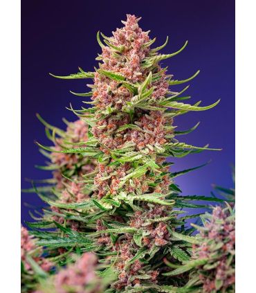 Strawberry Cola Sherbet F1 Fast Version Sweet Seeds - Σπόροι Κάνναβης Γρήγορης Άνθοφορίας