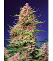 Strawberry Cola Sherbet F1 Fast Version (Sweet Seeds)