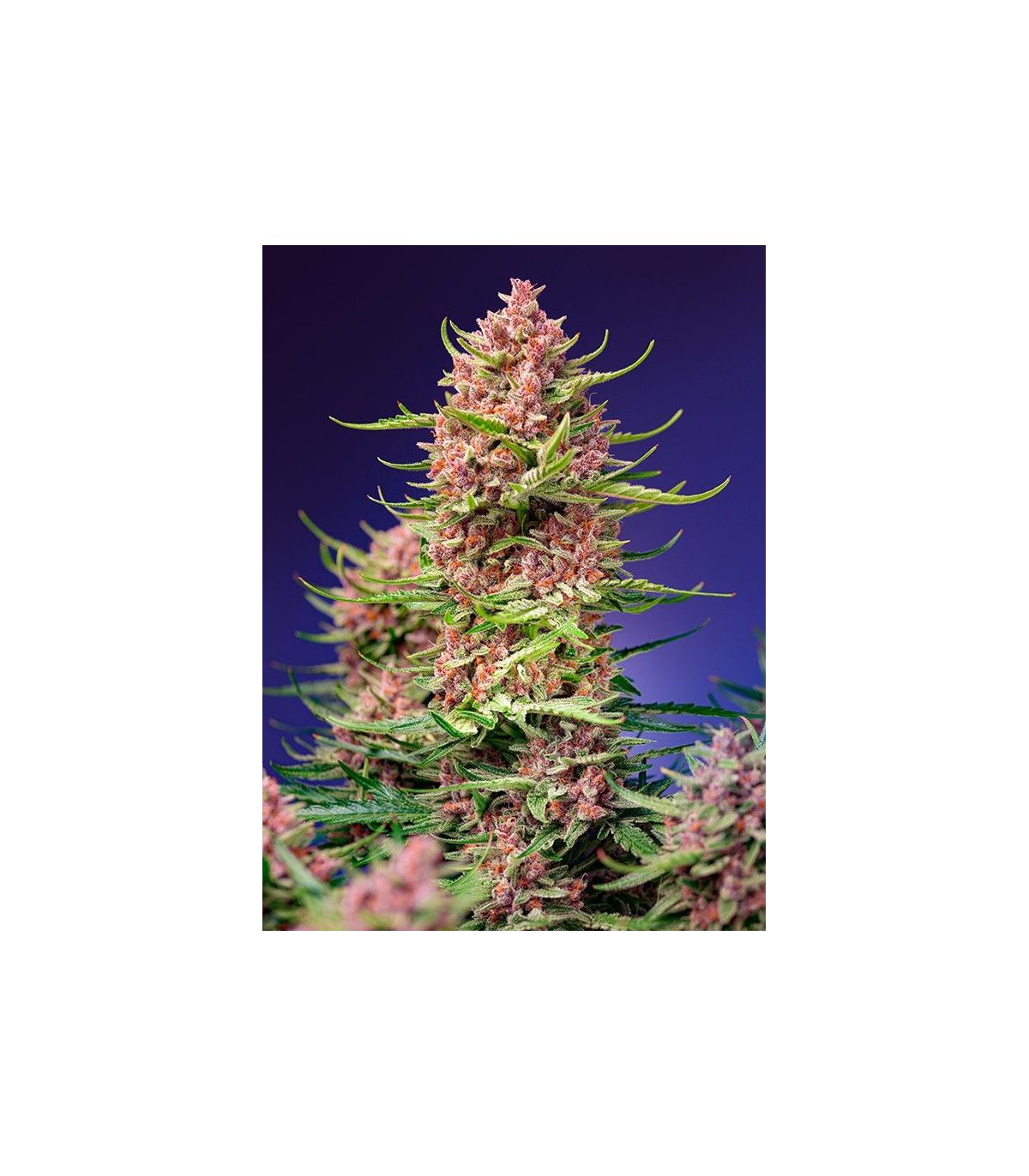 Strawberry Cola Sherbet F1 Fast Version Sweet Seeds - Σπόροι Κάνναβης Γρήγορης Άνθοφορίας