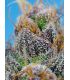 Strawberry Cola Sherbet F1 Fast Version Sweet Seeds - Σπόροι Κάνναβης Γρήγορης Άνθοφορίας