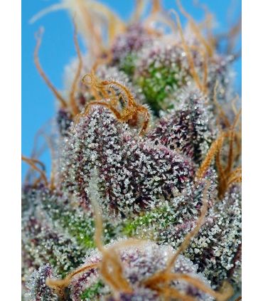 Strawberry Cola Sherbet F1 Fast Version Sweet Seeds - Σπόροι Κάνναβης Γρήγορης Άνθοφορίας
