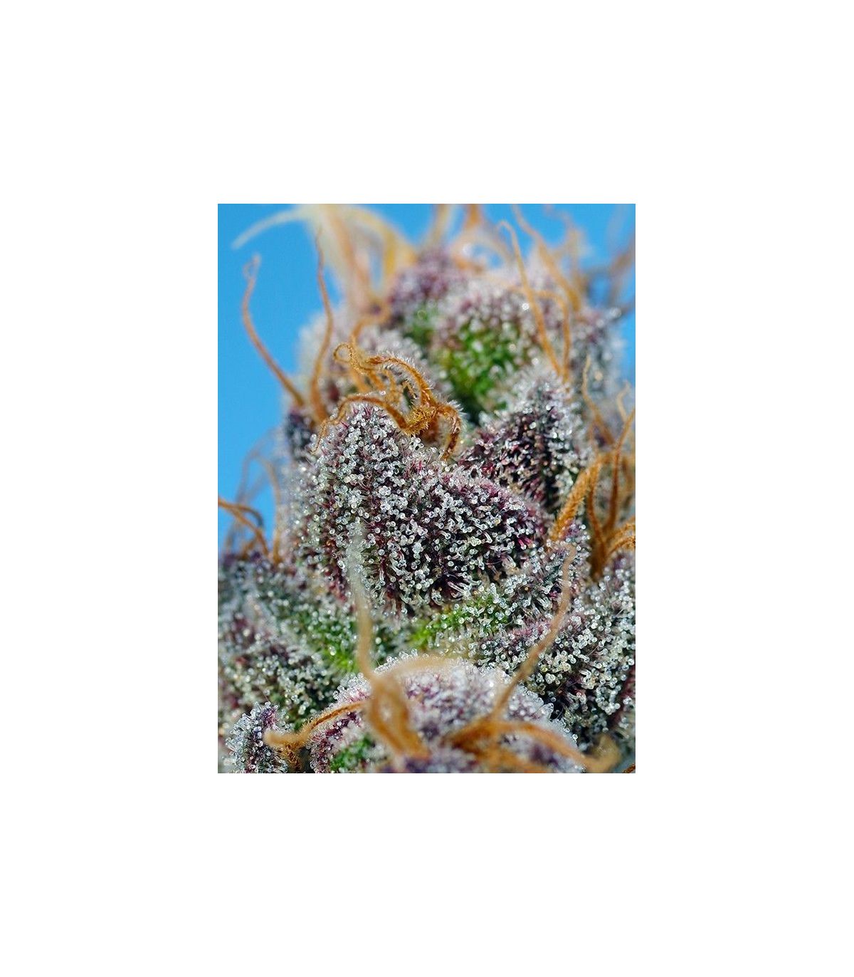 Strawberry Cola Sherbet F1 Fast Version Sweet Seeds - Σπόροι Κάνναβης Γρήγορης Άνθοφορίας