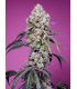 Sweet Mandarine Zkittlez F1 Fast Version Sweet Seeds - Σπόροι Κάνναβης Γρήγορης Άνθοφορίας