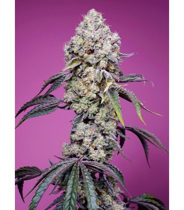 Sweet Mandarine Zkittlez F1 Fast Version Sweet Seeds - Σπόροι Κάνναβης Γρήγορης Άνθοφορίας