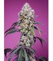 Sweet Mandarine Zkittlez F1 Fast Version (Sweet Seeds)