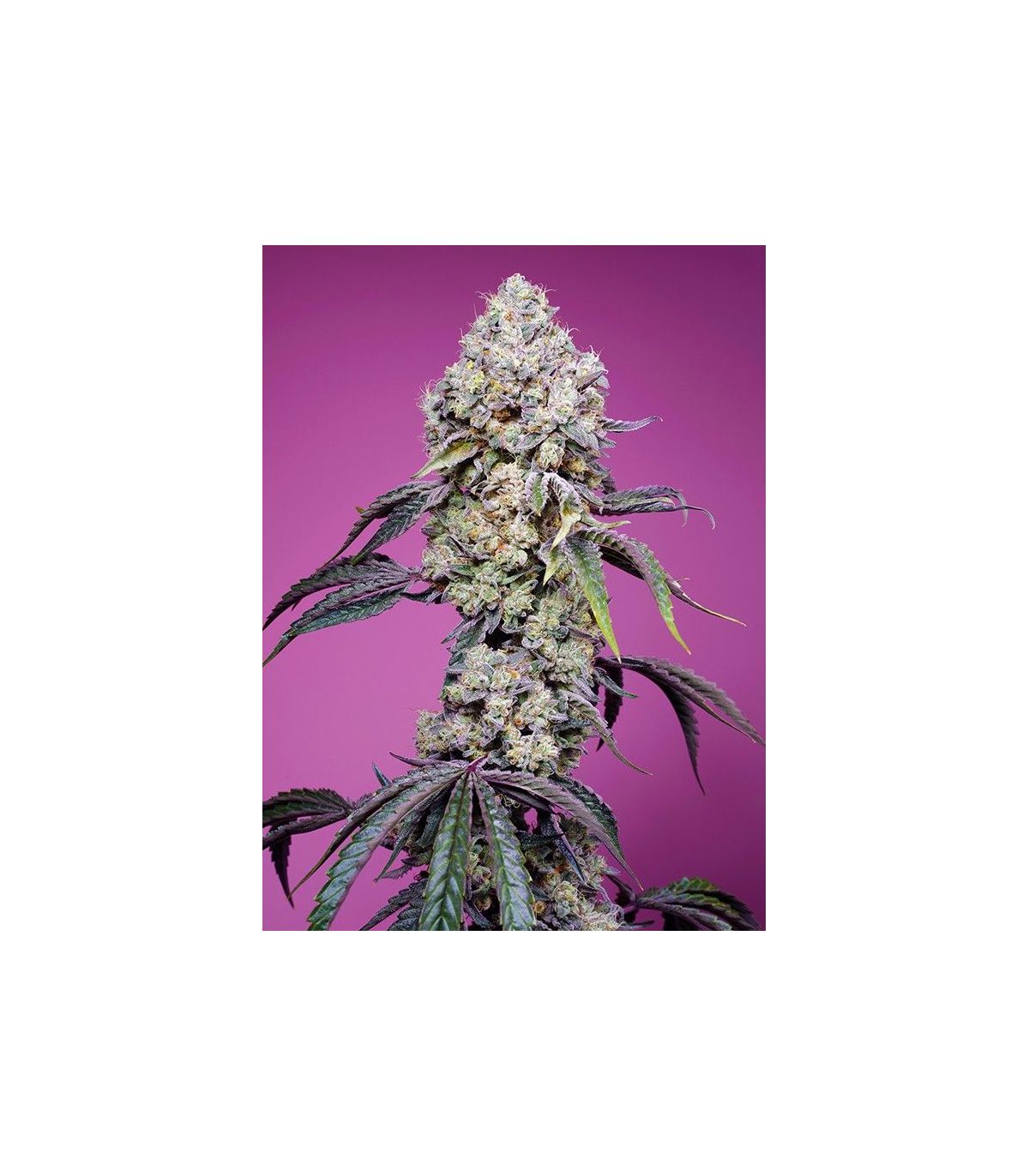 Sweet Mandarine Zkittlez F1 Fast Version Sweet Seeds - Σπόροι Κάνναβης Γρήγορης Άνθοφορίας