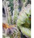 Sweet Mandarine Zkittlez F1 Fast Version Sweet Seeds - Σπόροι Κάνναβης Γρήγορης Άνθοφορίας