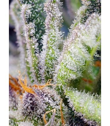 Sweet Mandarine Zkittlez F1 Fast Version Sweet Seeds - Σπόροι Κάνναβης Γρήγορης Άνθοφορίας