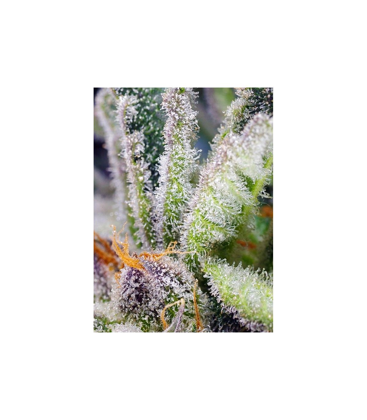 Sweet Mandarine Zkittlez F1 Fast Version Sweet Seeds - Σπόροι Κάνναβης Γρήγορης Άνθοφορίας