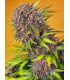 Diablo Rojo XL Auto Sweet Seeds - Αυτόματοι Σπόροι Κάνναβης