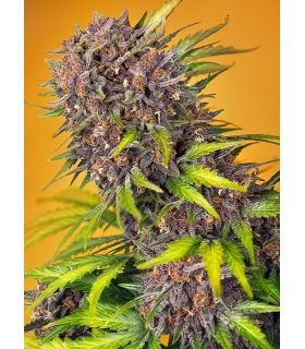 Diablo Rojo XL Auto Sweet Seeds - Αυτόματοι Σπόροι Κάνναβης