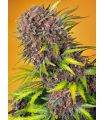Diablo Rojo XL Auto (Sweet Seeds)