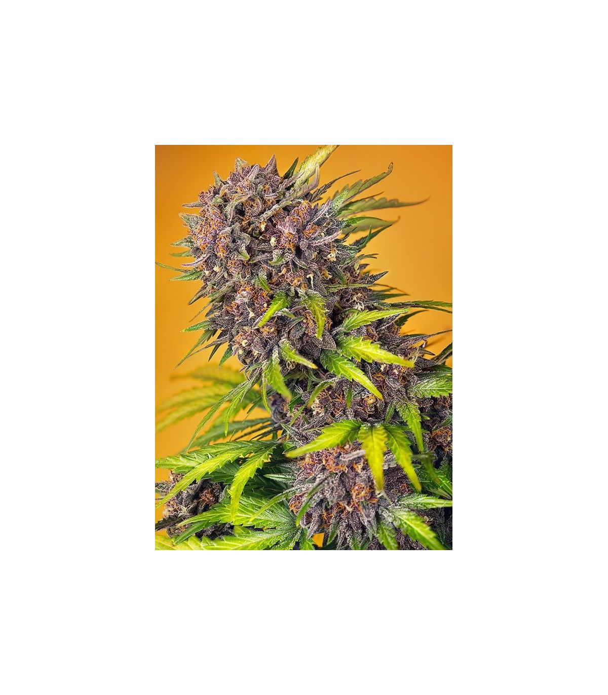 Diablo Rojo XL Auto Sweet Seeds - Αυτόματοι Σπόροι Κάνναβης