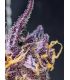 Diablo Rojo XL Auto Sweet Seeds - Αυτόματοι Σπόροι Κάνναβης
