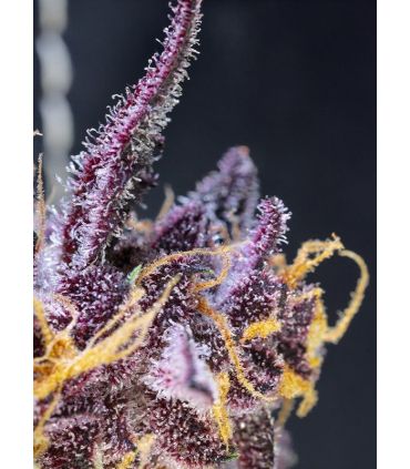 Diablo Rojo XL Auto Sweet Seeds - Αυτόματοι Σπόροι Κάνναβης