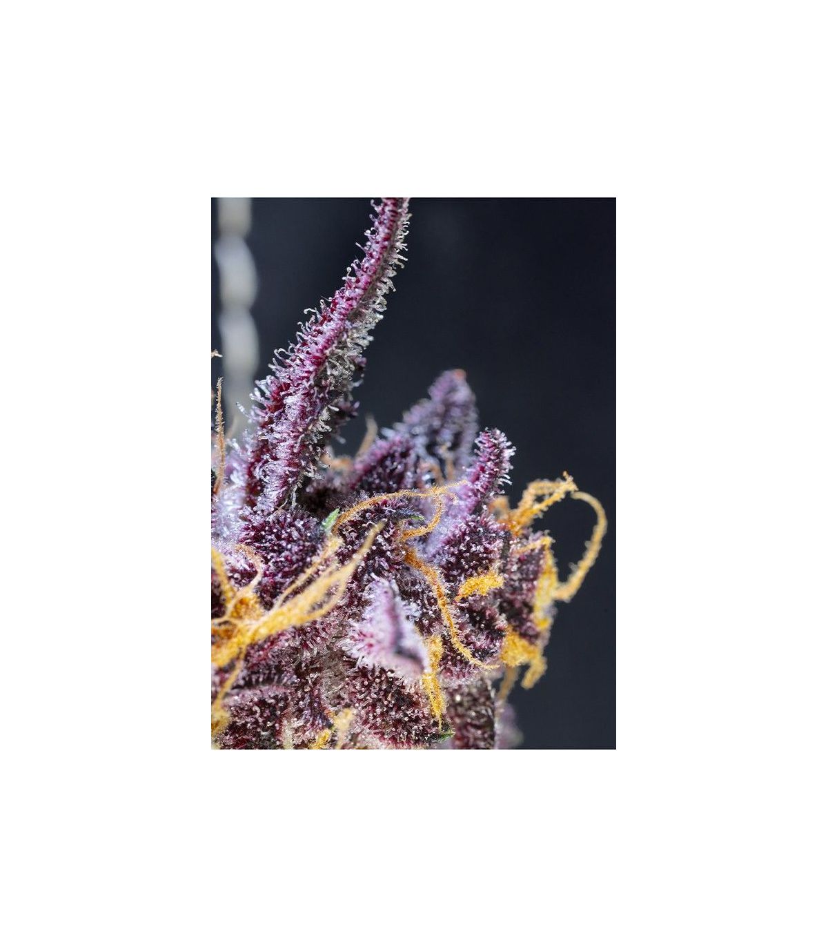 Diablo Rojo XL Auto Sweet Seeds - Αυτόματοι Σπόροι Κάνναβης