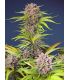 Mimosa Bruce Banner XL Auto Sweet Seeds - Αυτόματοι Σπόροι Κάνναβης