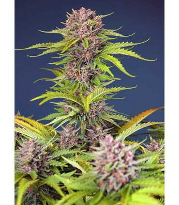Mimosa Bruce Banner XL Auto Sweet Seeds - Αυτόματοι Σπόροι Κάνναβης