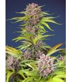 Mimosa Bruce Banner XL Auto (Sweet Seeds)