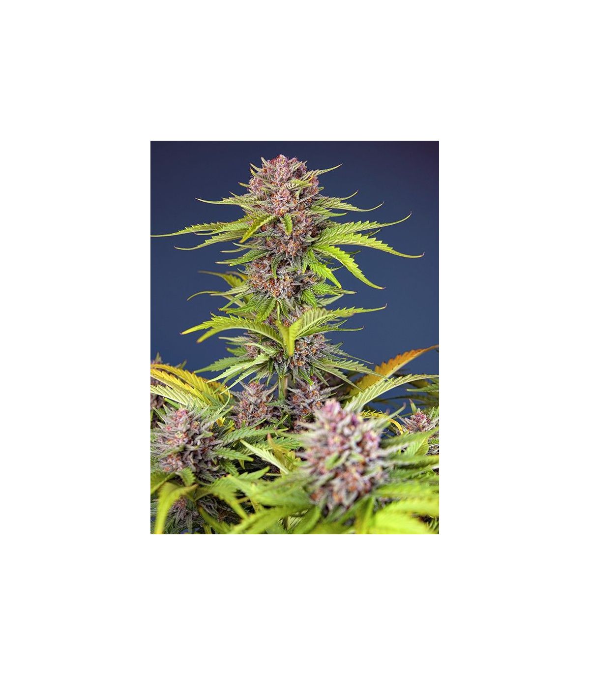 Mimosa Bruce Banner XL Auto Sweet Seeds - Αυτόματοι Σπόροι Κάνναβης