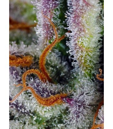 Mimosa Bruce Banner XL Auto Sweet Seeds - Αυτόματοι Σπόροι Κάνναβης