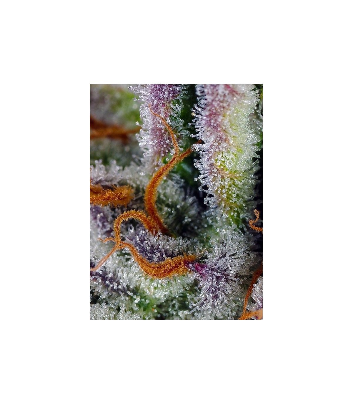 Mimosa Bruce Banner XL Auto Sweet Seeds - Αυτόματοι Σπόροι Κάνναβης