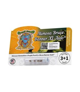 Mimosa Bruce Banner XL Auto (Sweet Seeds)
