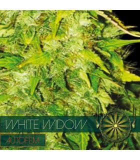 White Widow AutoFem (Vision Seeds)