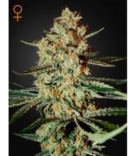 Himalaya Gold (Greenhouse Seeds)