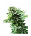 Northern Lights Automatic (Sensi Seeds)