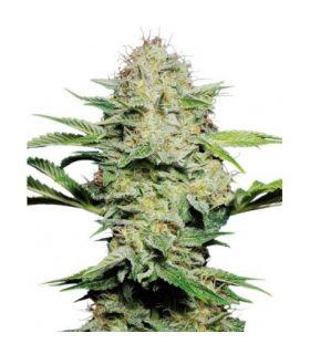 Sensi Skunk Automatic (Sensi Seeds)